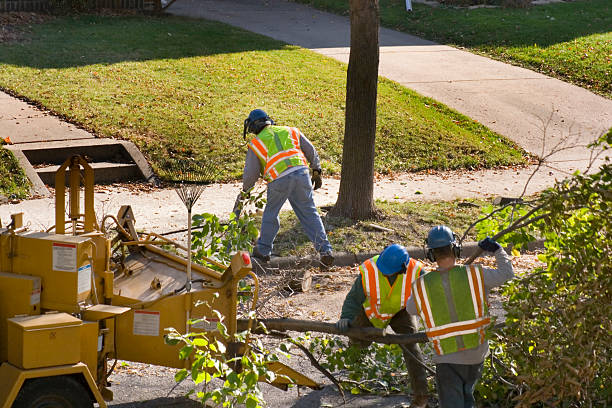 Best Tree Trimming and Pruning  in Buellton, CA